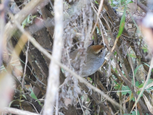 Grey-sided Bush Warbler (Cettia brunnifrons), photo 2