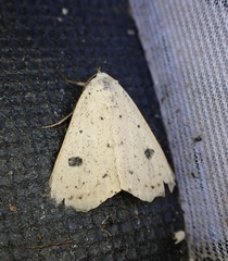 Scolecocampa