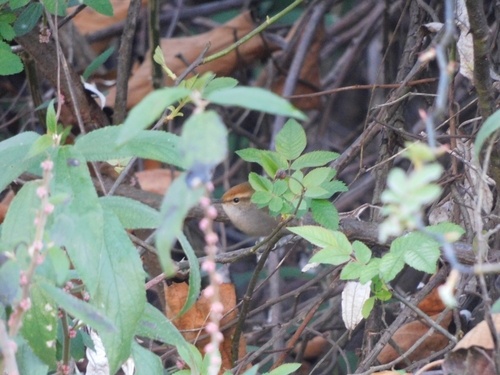 Grey-sided Bush Warbler (Cettia brunnifrons), photo 4