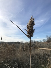 Phragmites australis