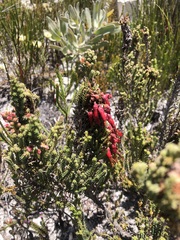 Erica monadelphia