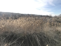 Phragmites australis