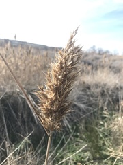 Phragmites australis