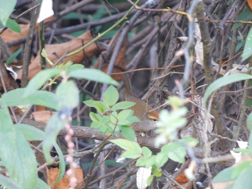 Grey-sided Bush Warbler (Cettia brunnifrons), photo 10
