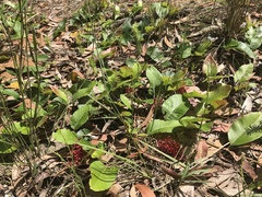 Grevillea laurifolia