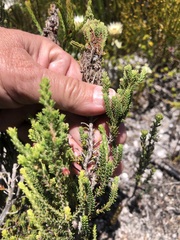 Erica monadelphia