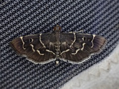 Pilocrocis