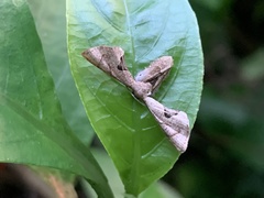 Phazaca alikangensis