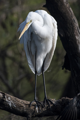 Ardea intermedia