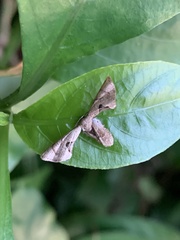 Phazaca alikangensis