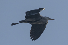 Ardea cinerea
