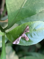 Phazaca alikangensis