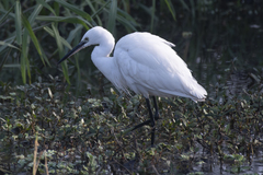 Egretta garzetta