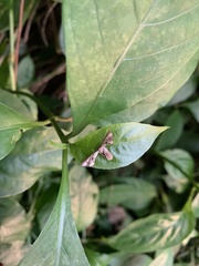 Phazaca alikangensis