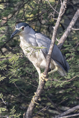 Nycticorax nycticorax