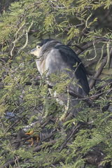 Nycticorax nycticorax