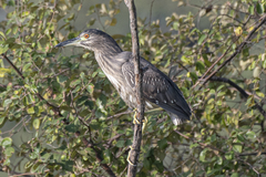 Nycticorax nycticorax