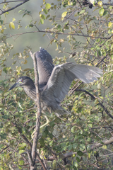 Nycticorax nycticorax