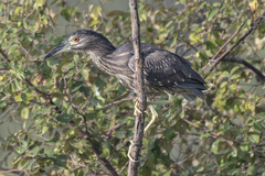 Nycticorax nycticorax