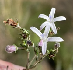 Wahlenbergia unidentata
