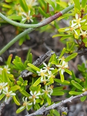 Pseudanthus orientalis