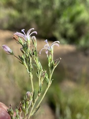 Wahlenbergia unidentata