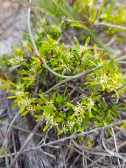 Pseudanthus orientalis