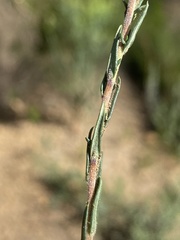 Wahlenbergia unidentata