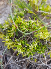 Pseudanthus orientalis