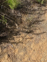 Wahlenbergia unidentata