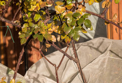 Phylloscopus collybita