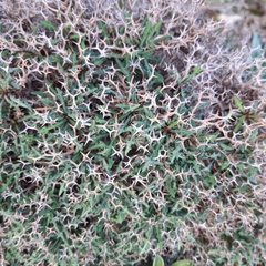 Launaea cervicornis