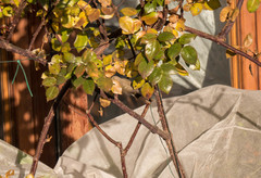 Phylloscopus collybita