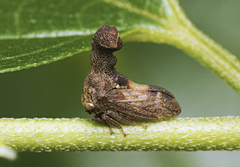 Eutryonia monstrifera