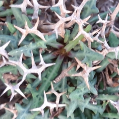Launaea cervicornis