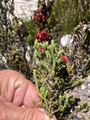 Erica monadelphia