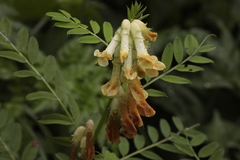 Vicia balansae