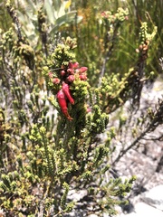 Erica monadelphia