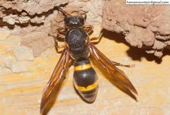 Orancistrocerus drewseni