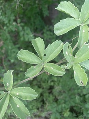 Cyphostemma puberulum