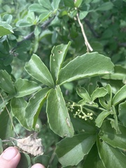 Cyphostemma puberulum