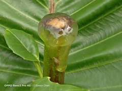Dillenia suffruticosa