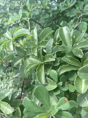 Cyphostemma puberulum