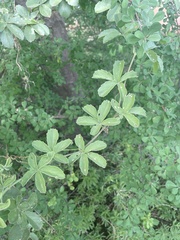 Cyphostemma puberulum