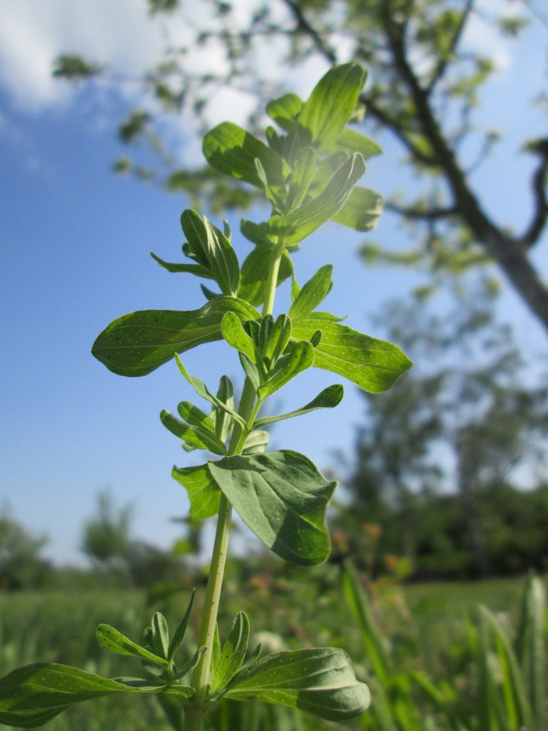 St. John'swort (Black Hills Invasive Plant Guide) · iNaturalist