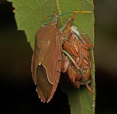 Stilida indecora