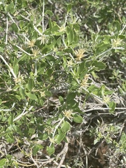 Cyathula lanceolata