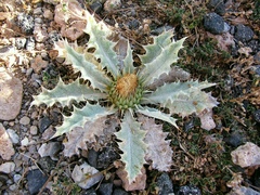 Onopordum acaulon