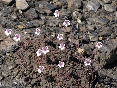 Erodium cheilanthifolium