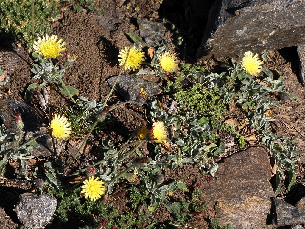 Pilosella argyrocoma
